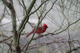 Image de Cardinalis cardinalis igneus Baird & SF 1860