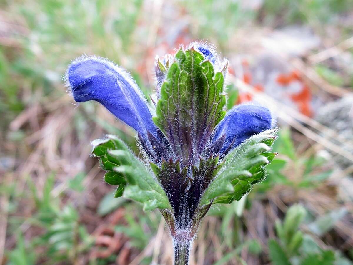 Dracocephalum grandiflorum L. resmi