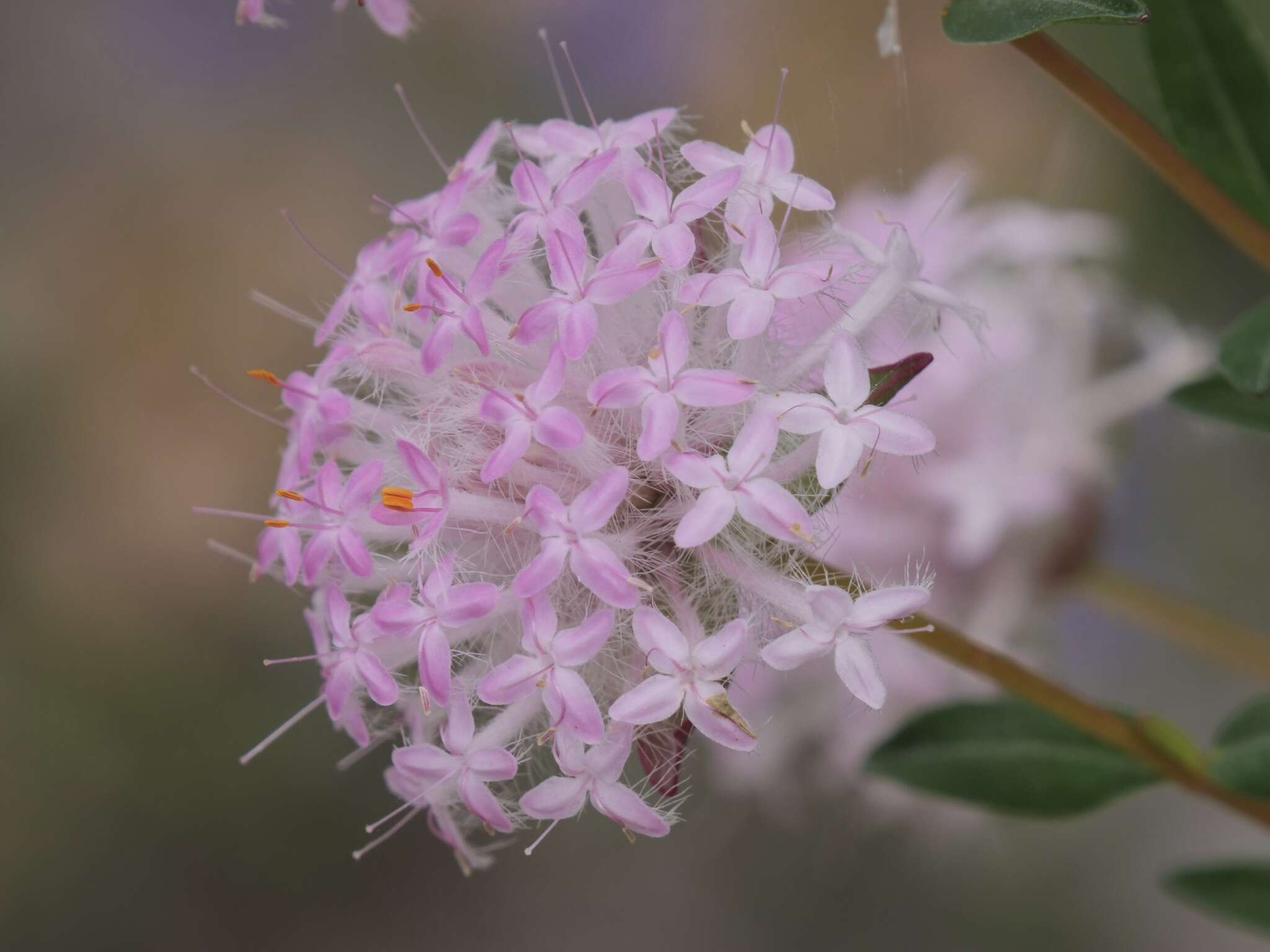 Image of Pimelea hispida R. Br.