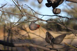 Image of Hakea leucoptera R. Br.