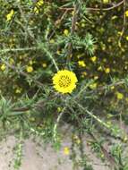 Image of pappose tarweed