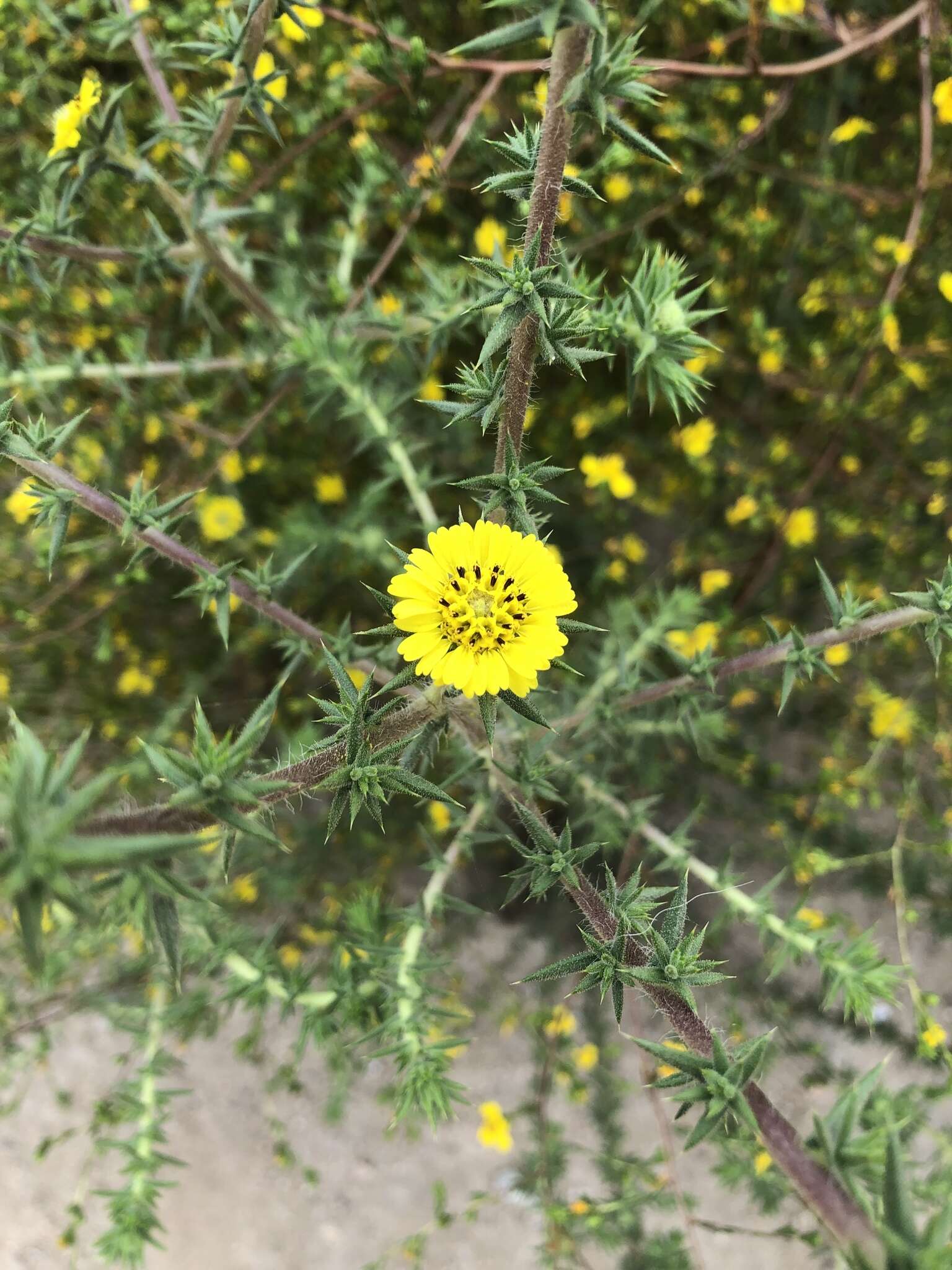 Слика од Centromadia parryi subsp. australis (D. D. Keck) B. G. Baldwin