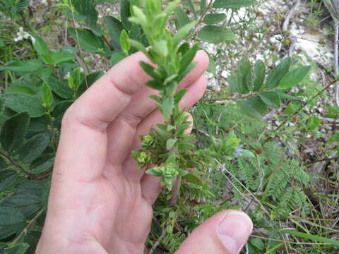 Imagem de Stemodia maritima L.