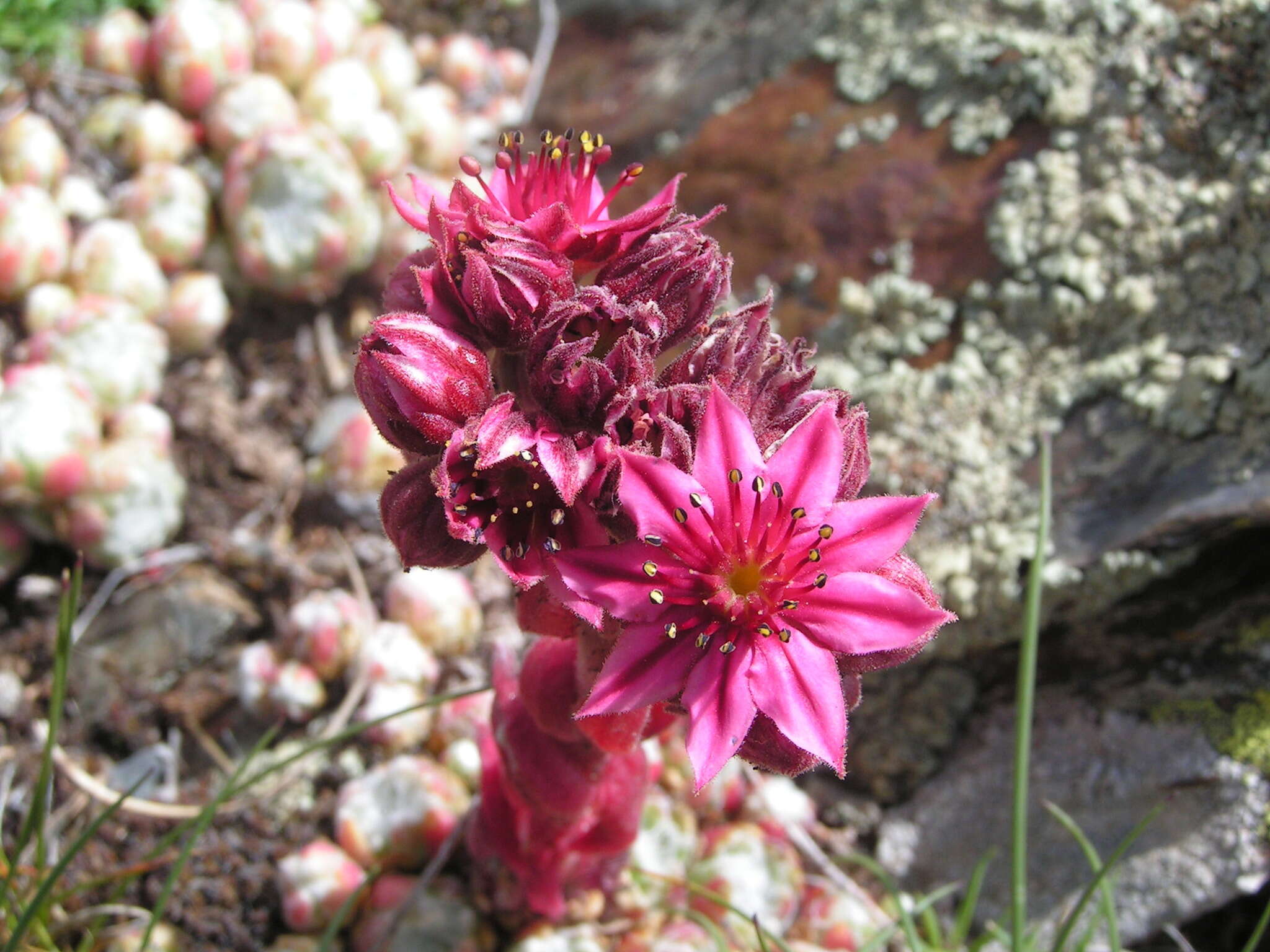 Image of Sempervivum arachnoideum subsp. tomentosum (C. B. Lehm. & Schnittspahn) Schinz & Thell.