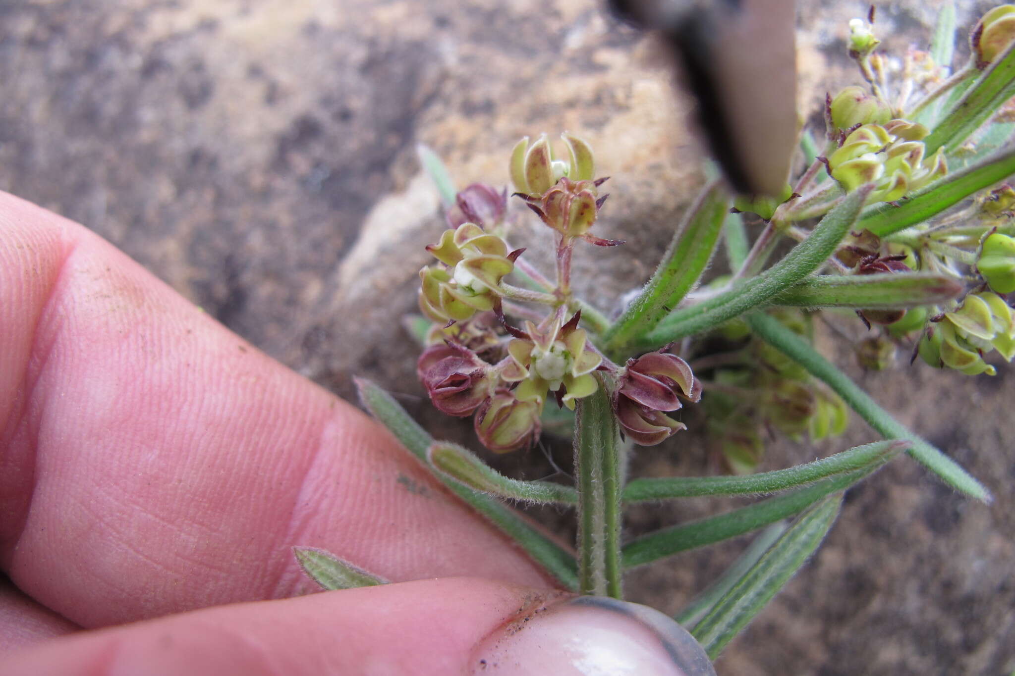 Schizoglossum bidens subsp. bidens的圖片