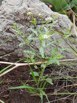 Imagem de Heliotropium ciliatum Kaplan