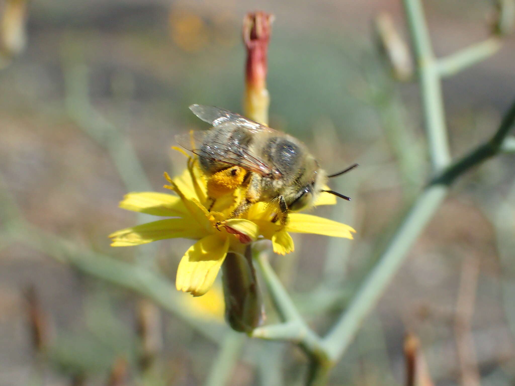 Image of Anthophora lieftincki (Tkalcu 1993)