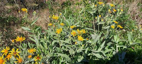 Image of <i>Senecio heterotrichius</i>