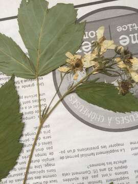 صورة Rubus setosus Bigelow