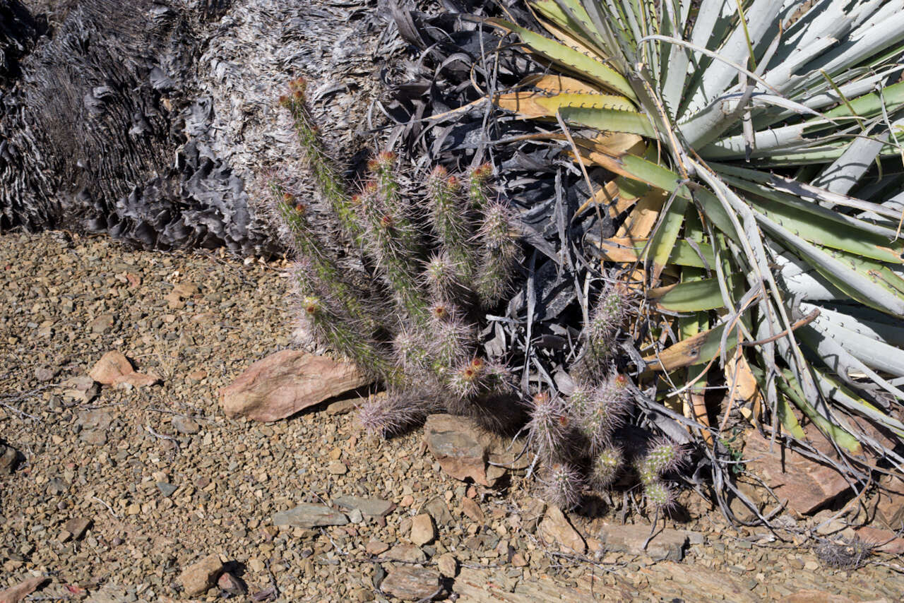 Image of Austrocylindropuntia shaferi (Britton & Rose) Backeb.