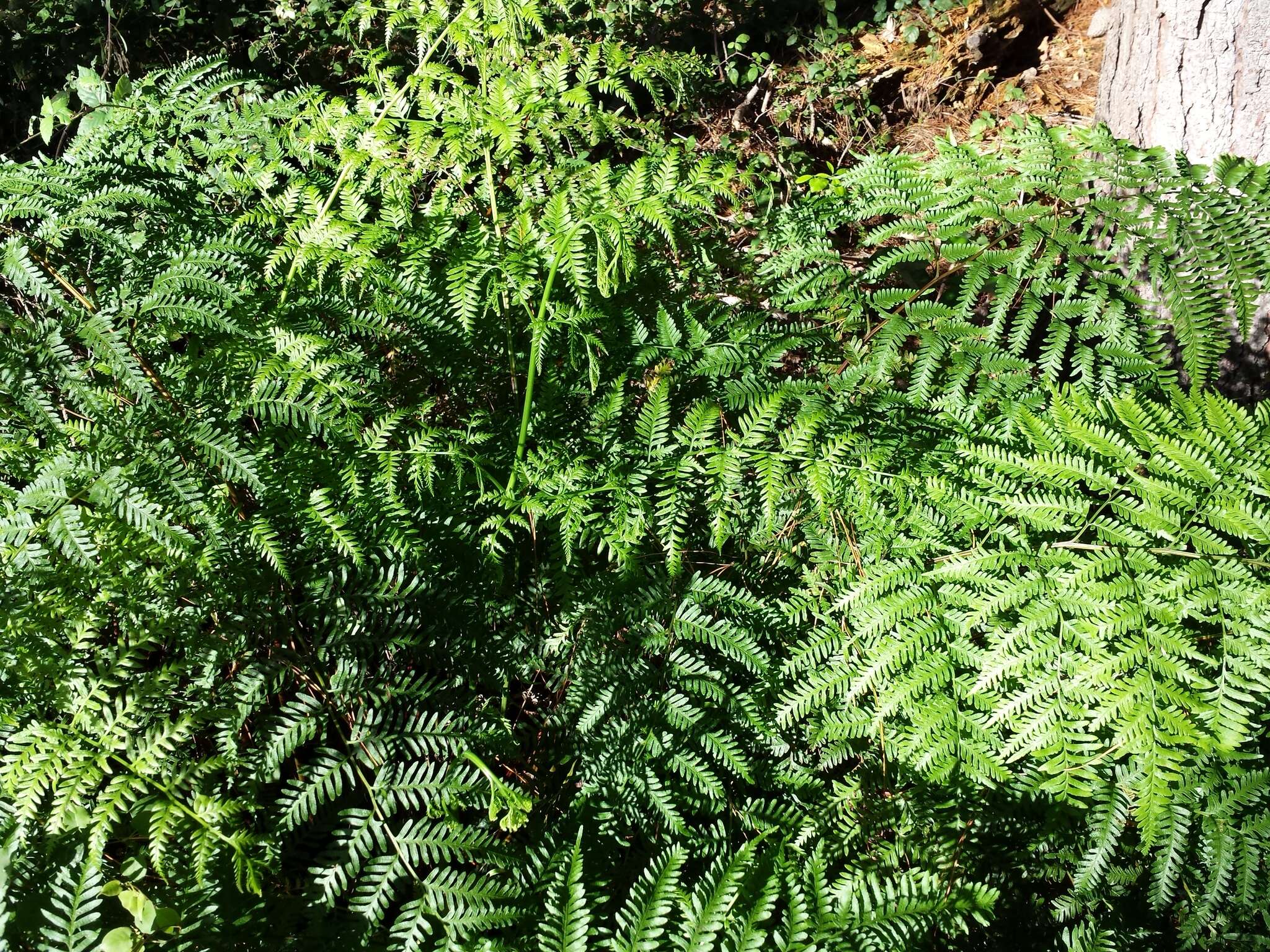 Слика од Pteris tremula R. Br.