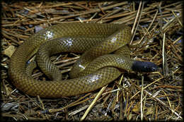 Image of Big Bend Blackhead Snake