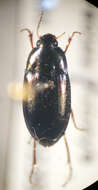 Image of Amara (Amara) littoralis Mannerheim 1843