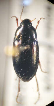 Amara (Amara) littoralis Mannerheim 1843 resmi