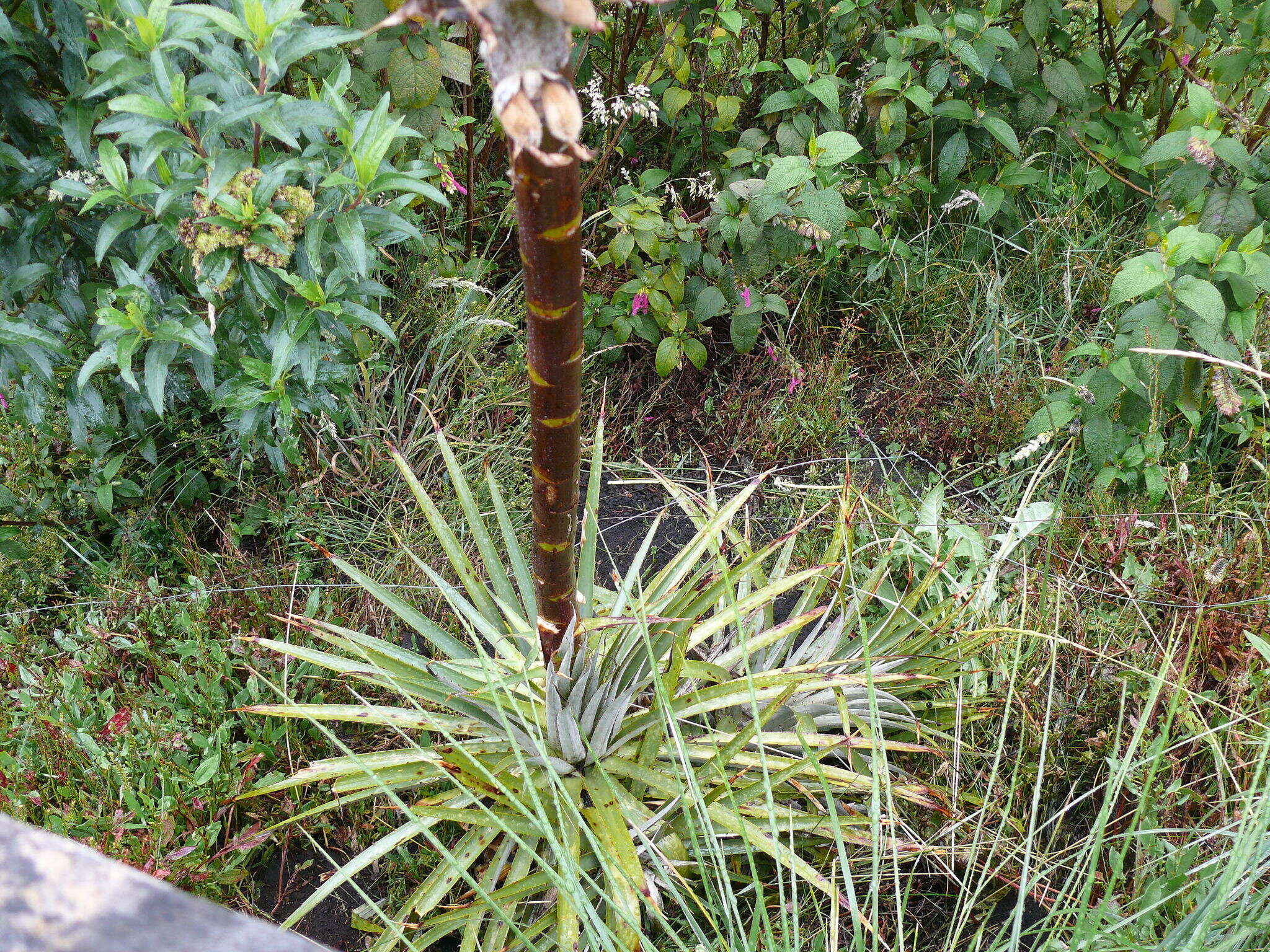 Imagem de Puya glomerifera Mez & Sodiro