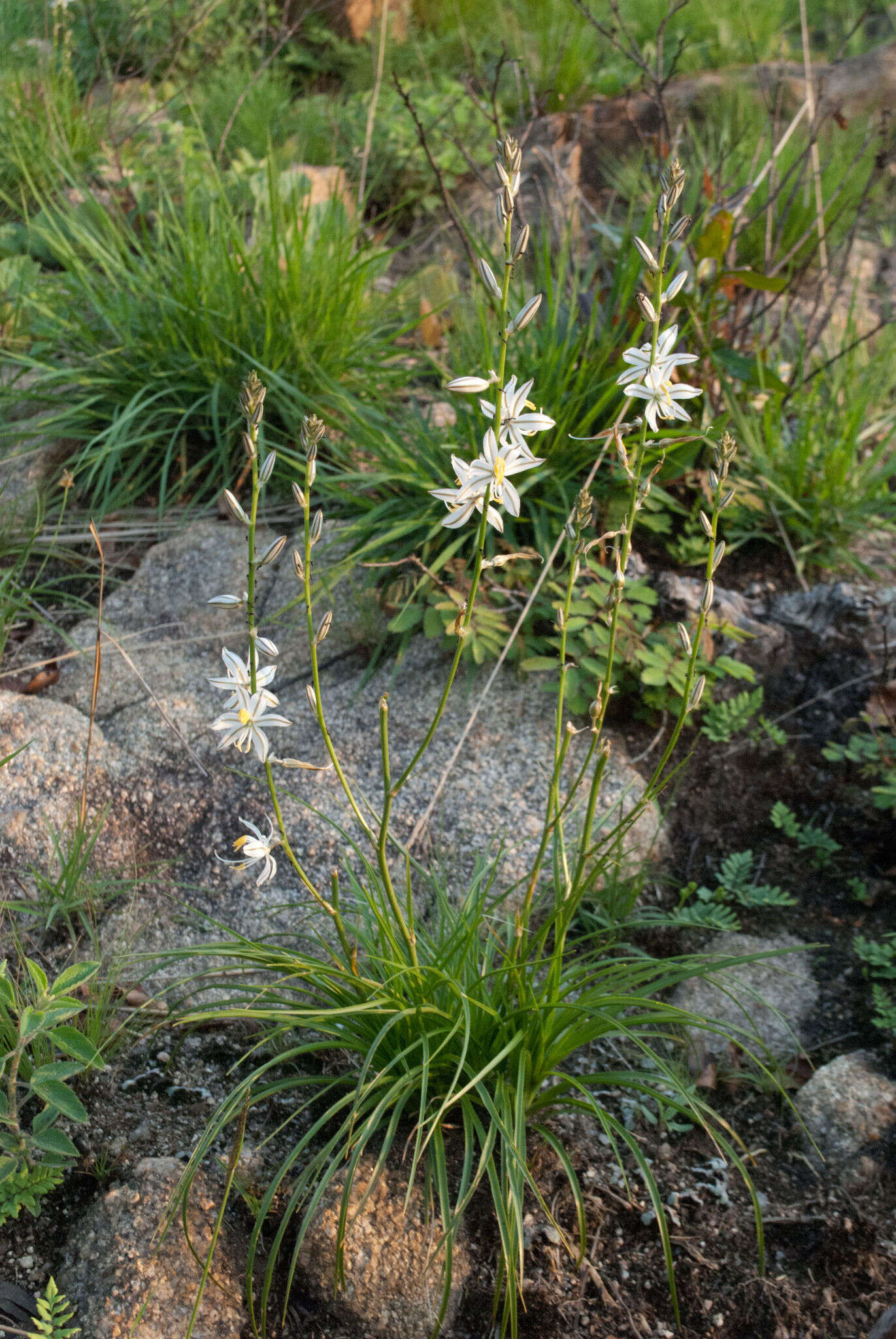 Image of Chlorophytum recurvifolium (Baker) C. Archer & Kativu