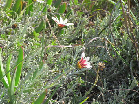 Image of Arctotis pinnatifida Thunb.