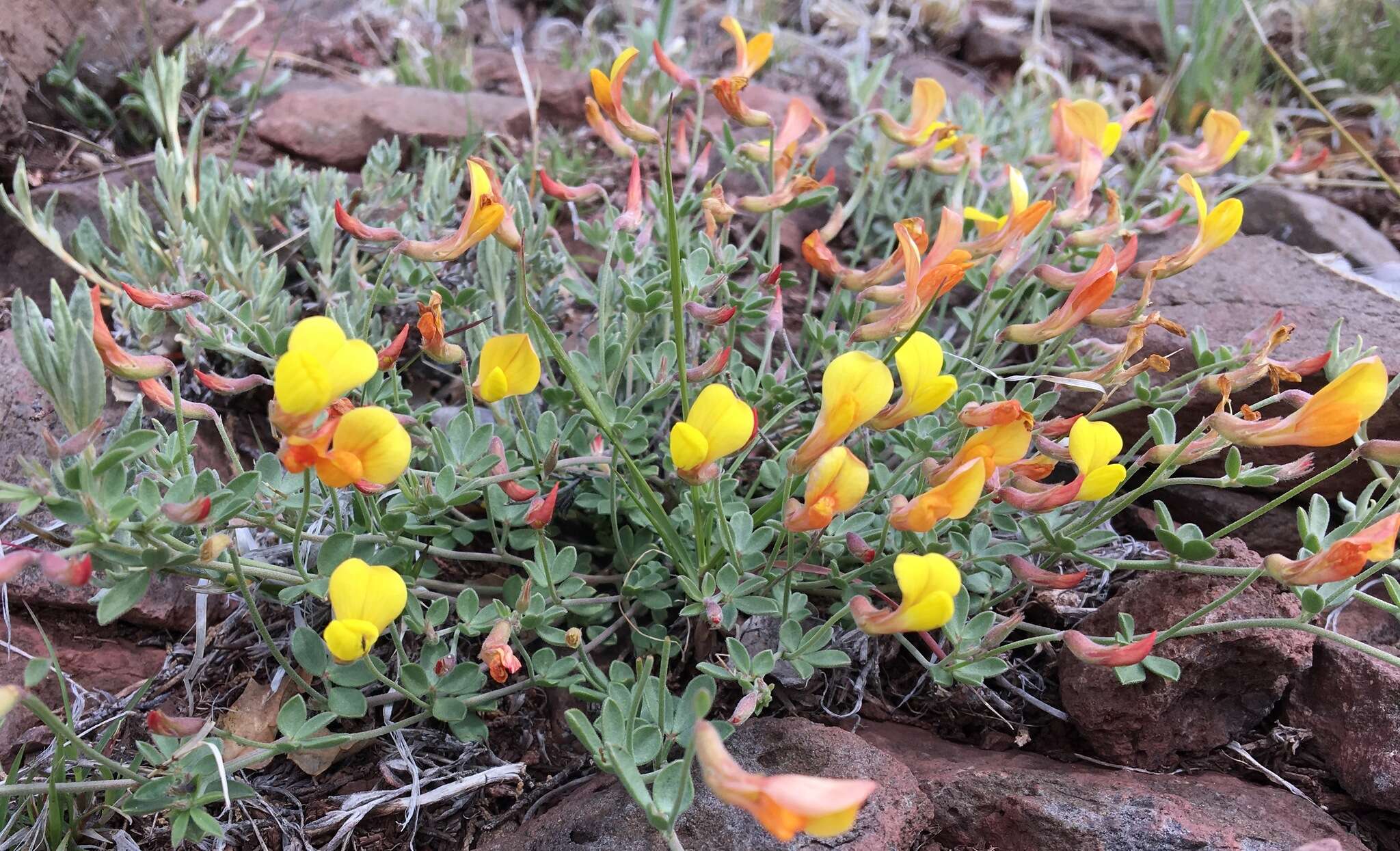 Image of <i>Acmispon mearnsii</i>