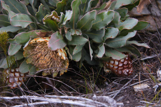 Plancia ëd Protea holosericea (Salisb. ex Knight) Rourke