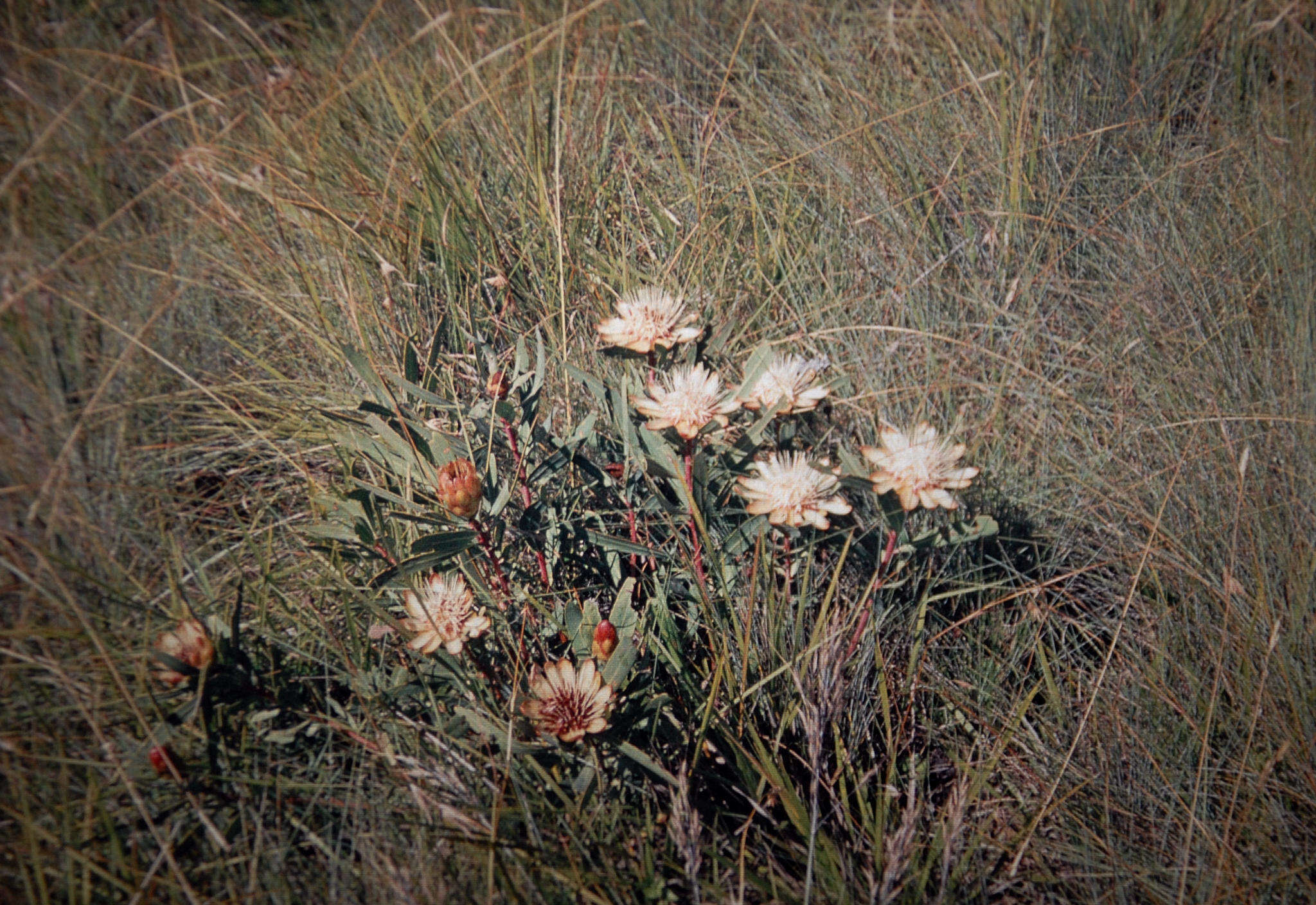 Image of Protea simplex E. Phillips