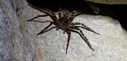 صورة Dolomedes raptor Bösenberg & Strand 1906