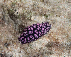 Image of Lumpy black and grey slug