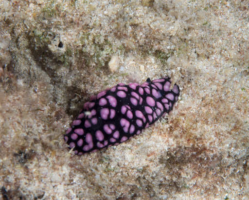 Image of Lumpy black and grey slug