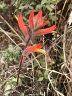 Image of longleaf Indian paintbrush