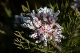 Image of Serruria ascendens (Lam.) R. Br.