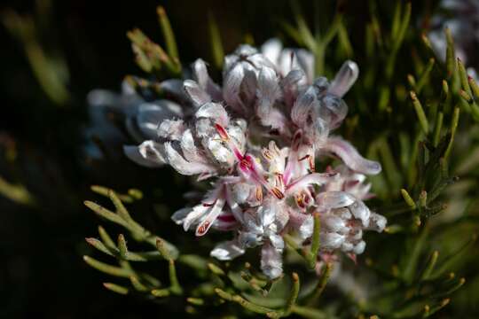 Image of Serruria ascendens (Lam.) R. Br.