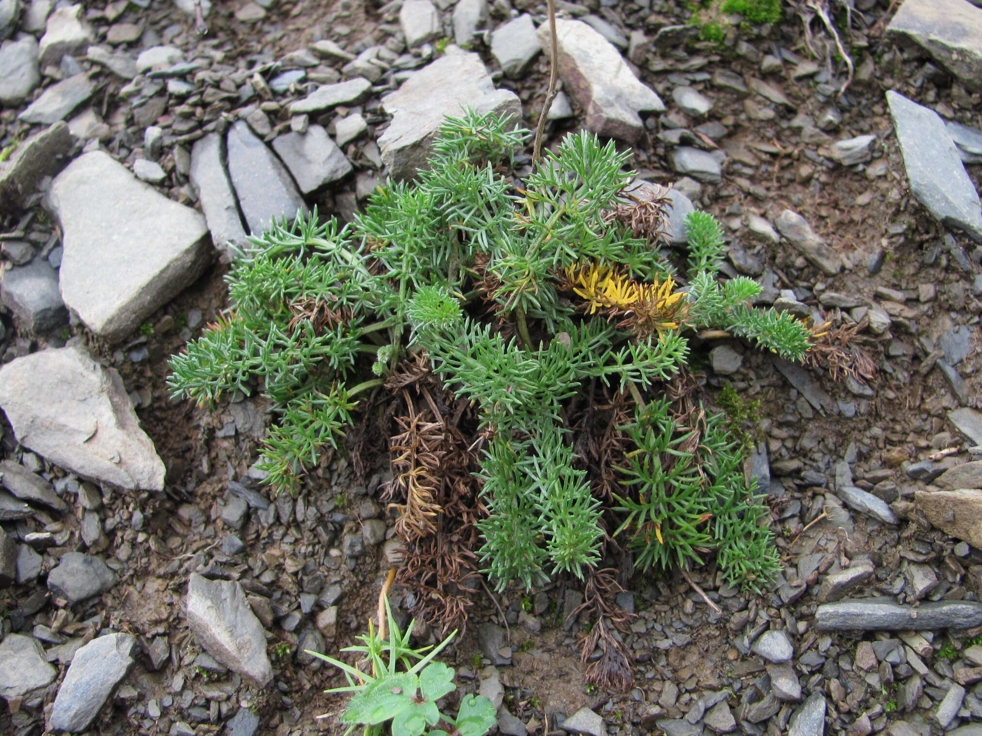 Image of Anthemis marschalliana subsp. sosnovskyana (Fed.) Grierson