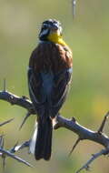 Imagem de Emberiza flaviventris flaviventris Stephens 1815