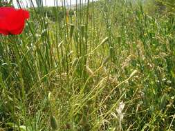 Image of Papaver syriacum Boiss. & Bl.