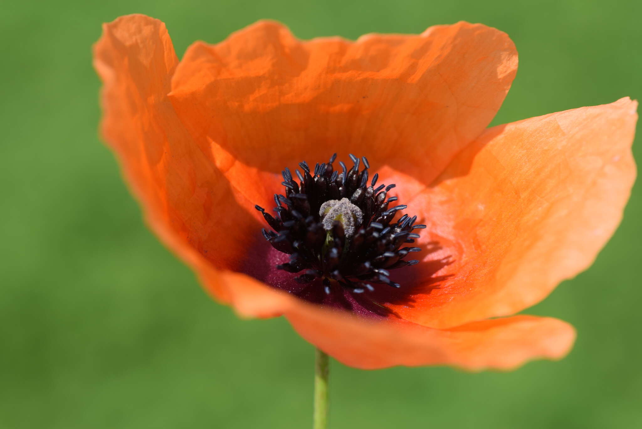 Image of Papaver apulum Ten.