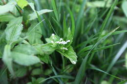 Image of Veronica szechuanica Batalin