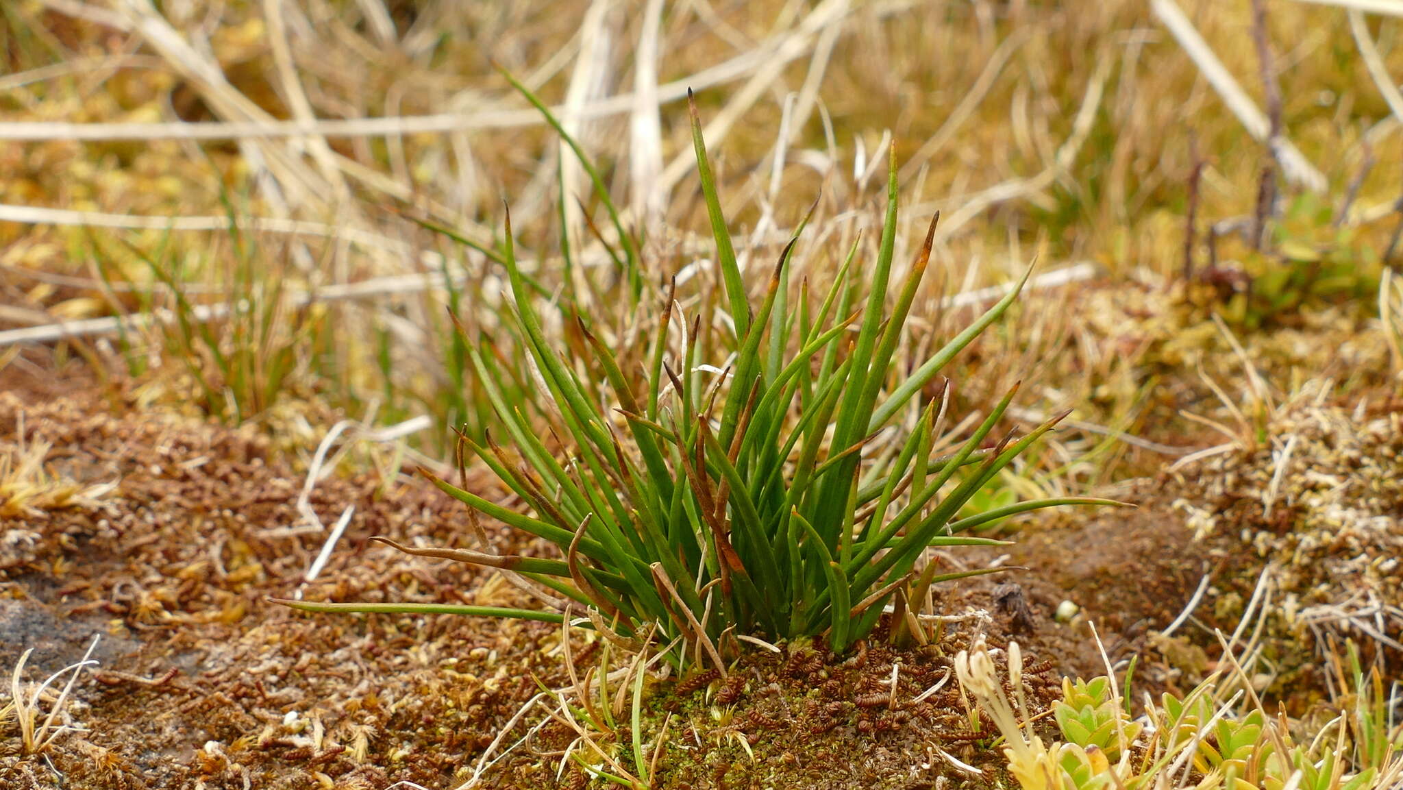 Image of Juncus scheuchzerioides Gaudich.