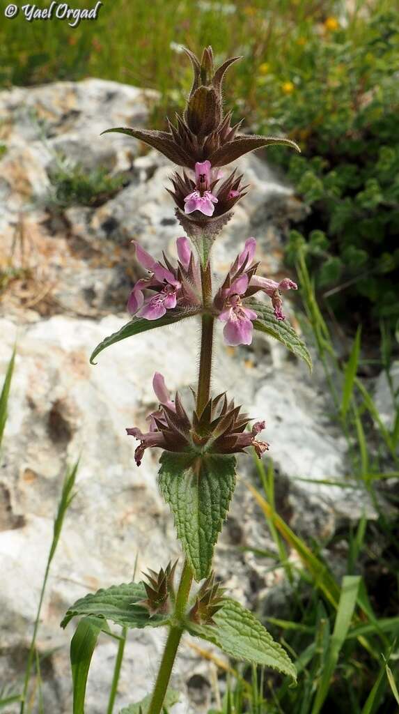 Image of Stachys arabica Hornem.