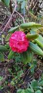 Image of Rhododendron barbatum Wall. ex G. Don