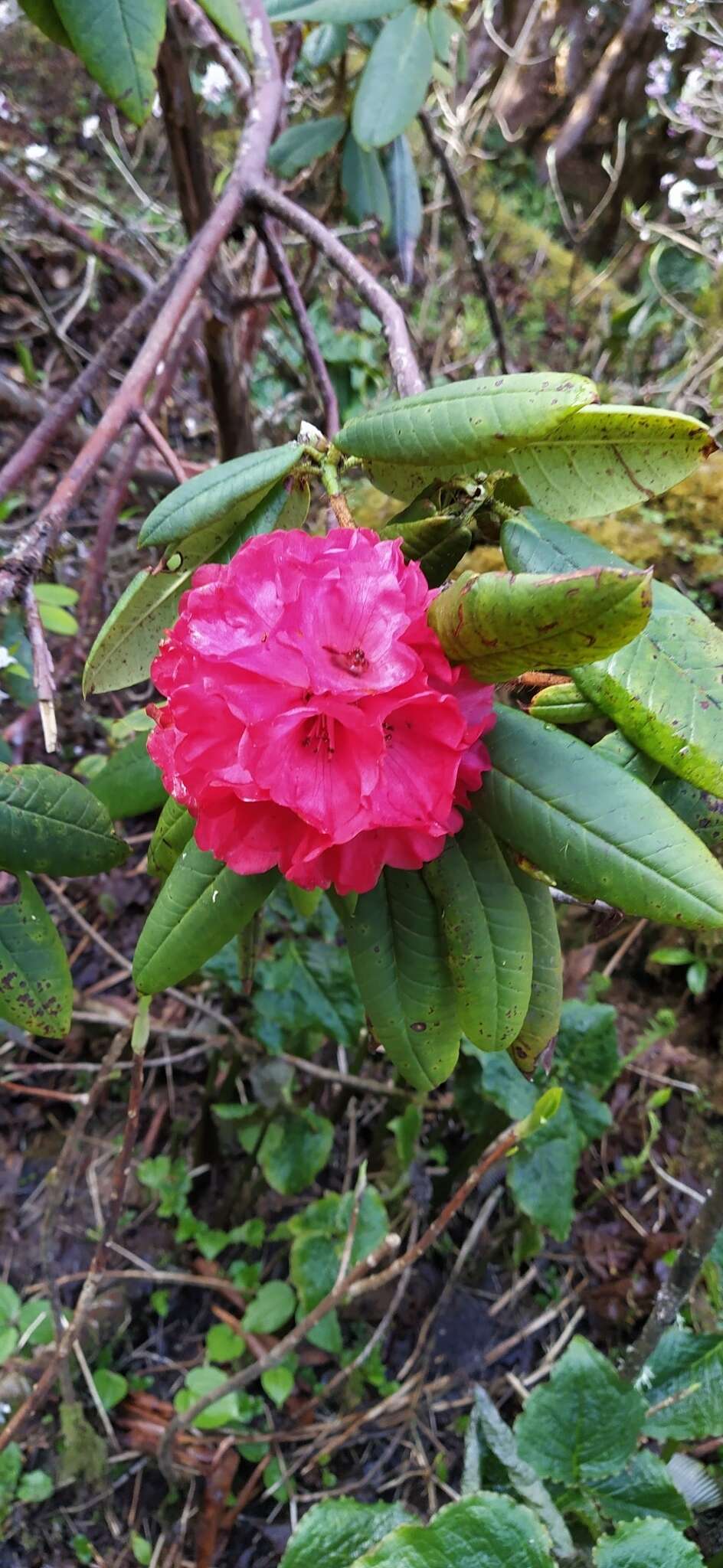 Image of Rhododendron barbatum Wall. ex G. Don