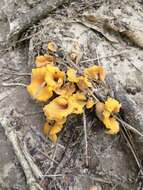 Image of Cantharellus odoratus (Schwein.) Fr. 1828