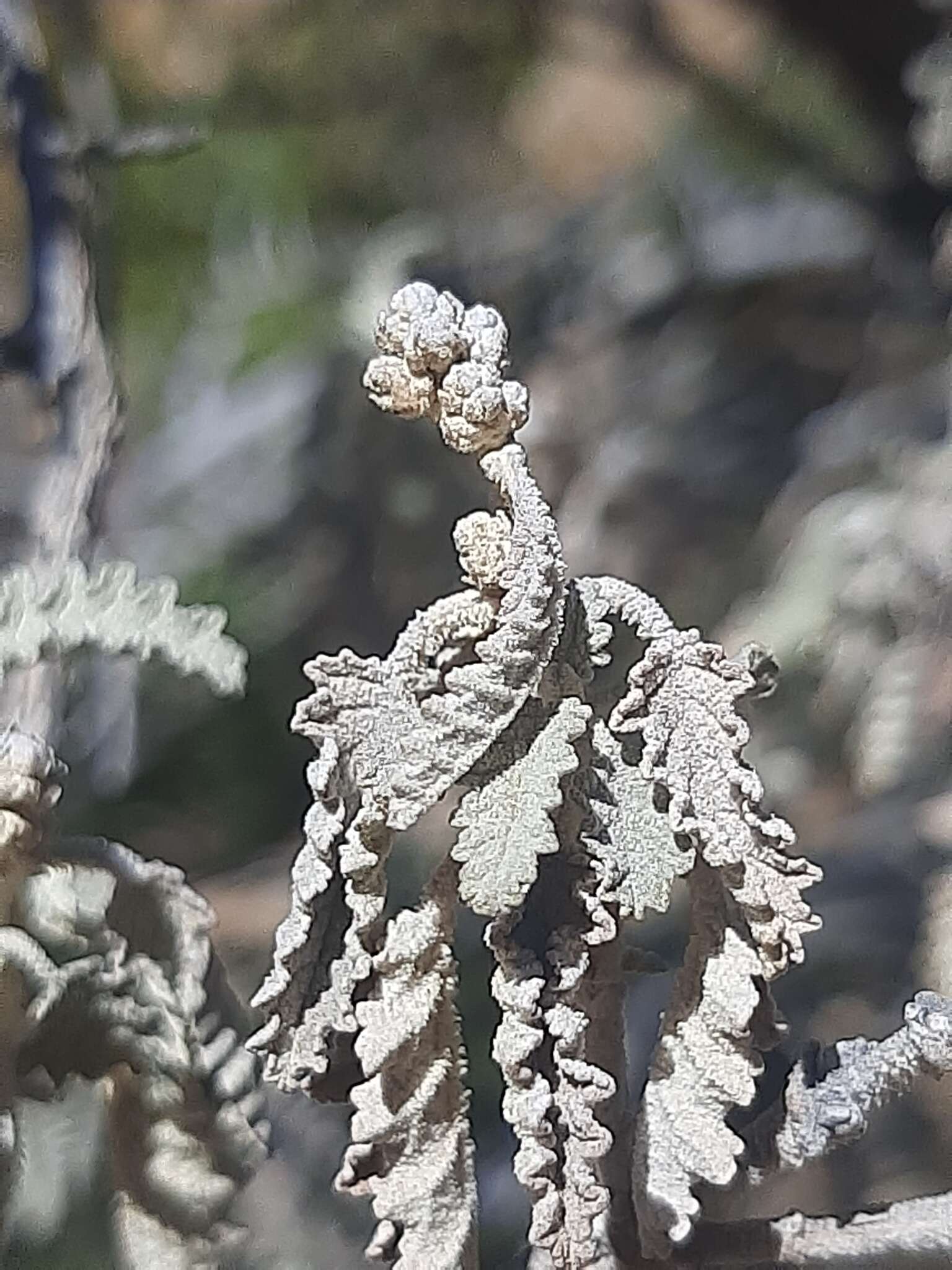 Imagem de Buddleja glomerata H. Wendl.