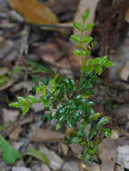 Sivun Fraxinus griffithii C. B. Clarke kuva