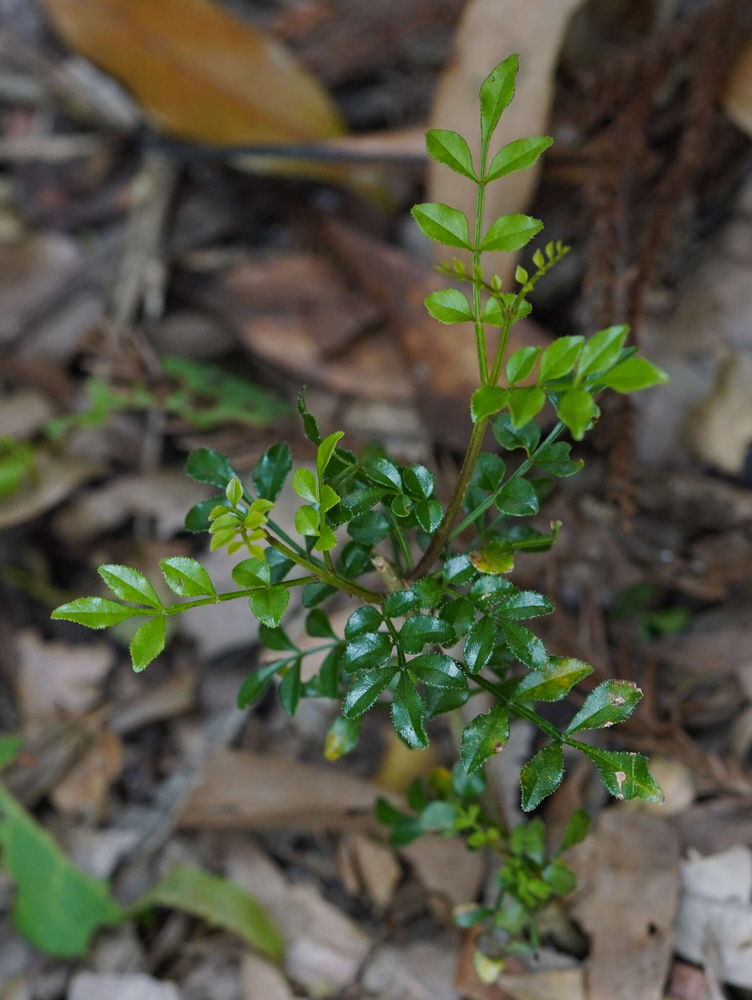 Imagem de Fraxinus griffithii C. B. Clarke