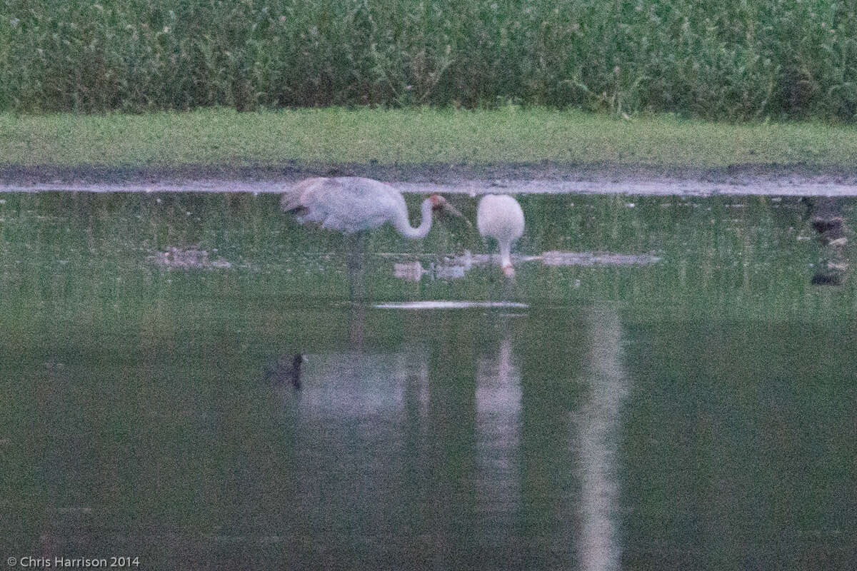 Image of Brolga