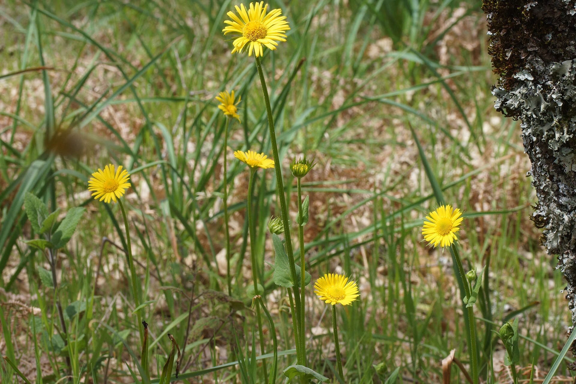 Image of plantain false leopardbane