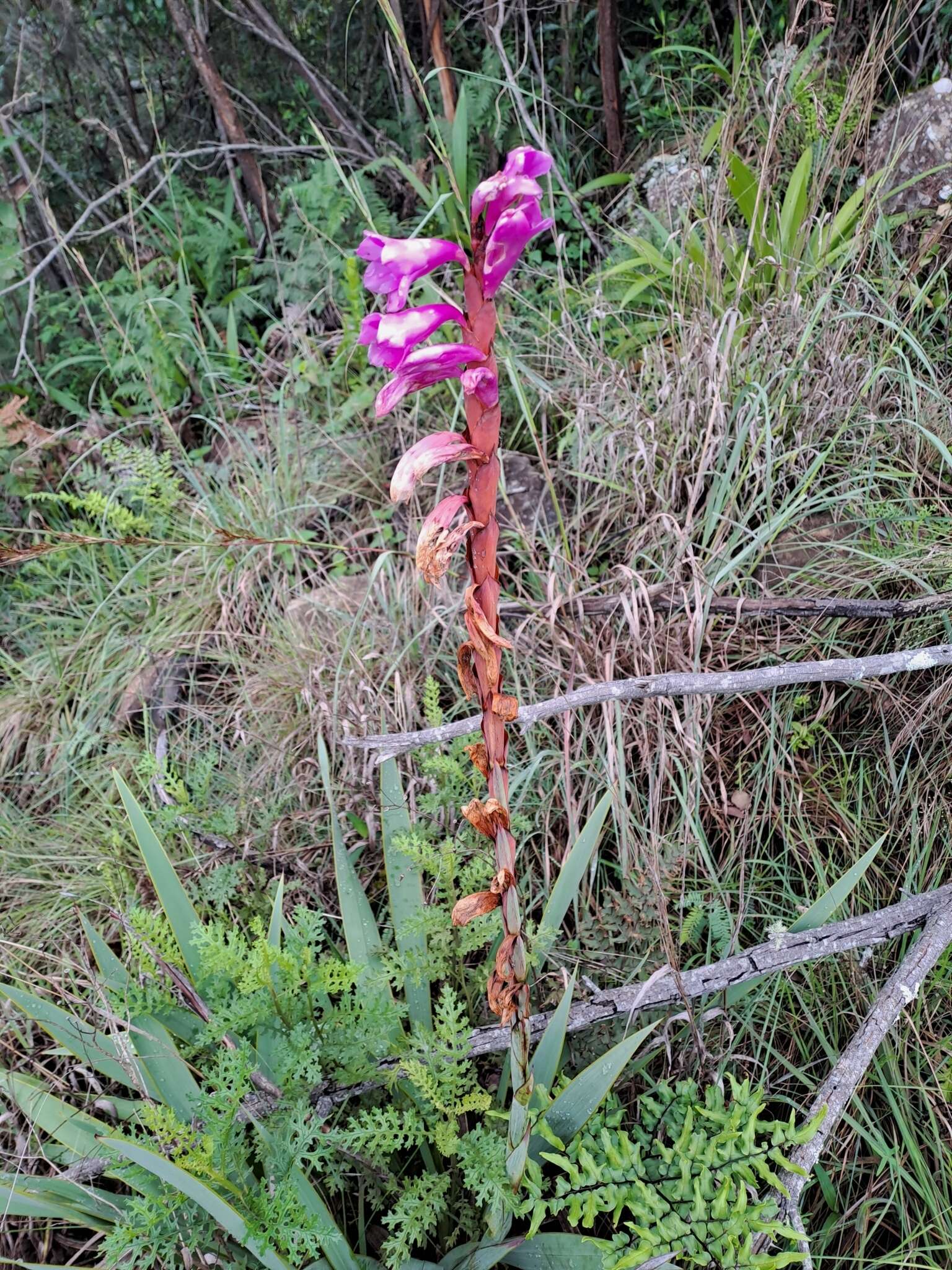 Imagem de Watsonia pulchra N. E. Br. ex Goldblatt