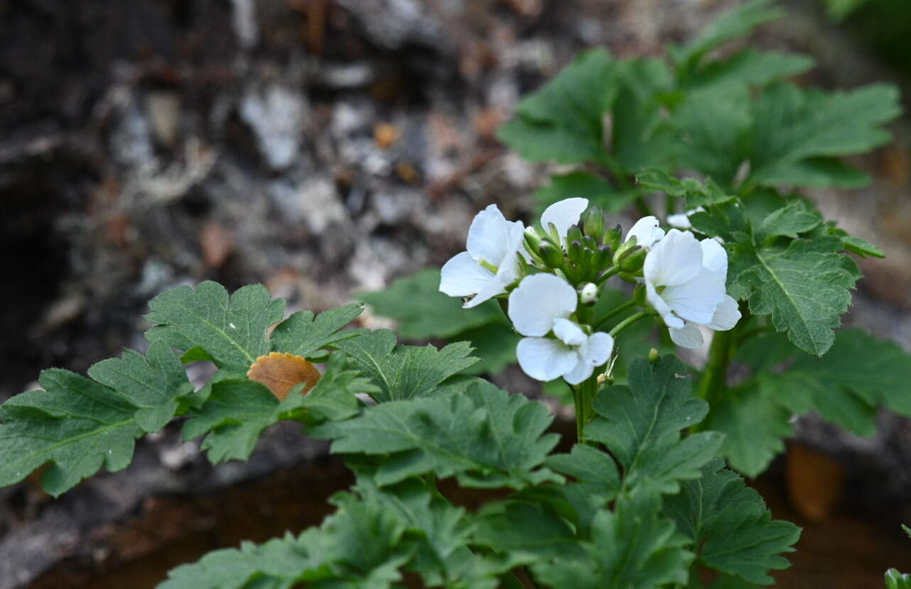 Imagem de Cardamine geraniifolia (Poir.) DC.