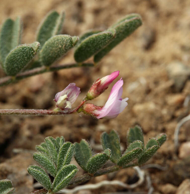 Image of sharpkeel milkvetch