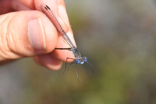 Image of Carolina Spreadwing