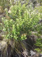 Image of Phylica buxifolia L.